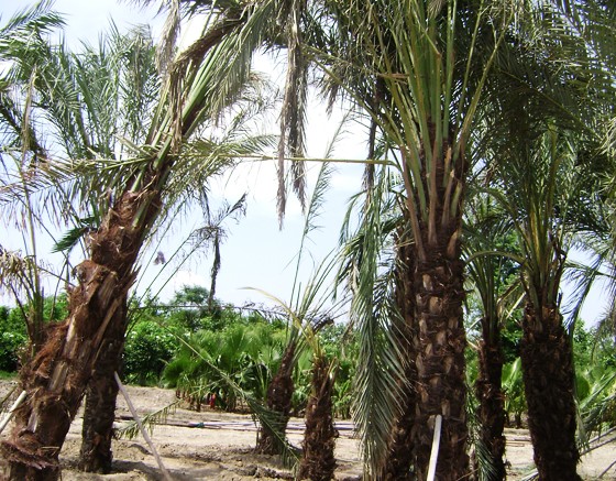 Manufacturers Exporters and Wholesale Suppliers of Date Palm Gurgaon Haryana Date Palm